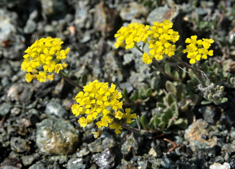 Odontarrhena bertolonii (=Alyssum bertolonii) / Alisso di Bertoloni